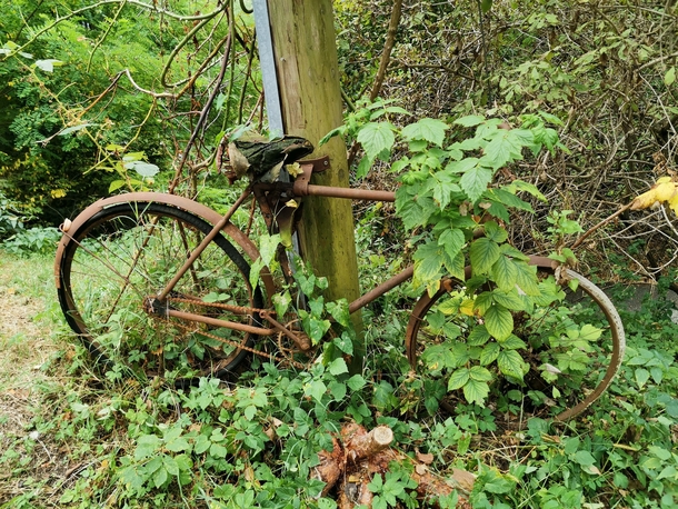 Found this bicycle that has been chained on this pole for well few decades in the hills of north-east slovenia