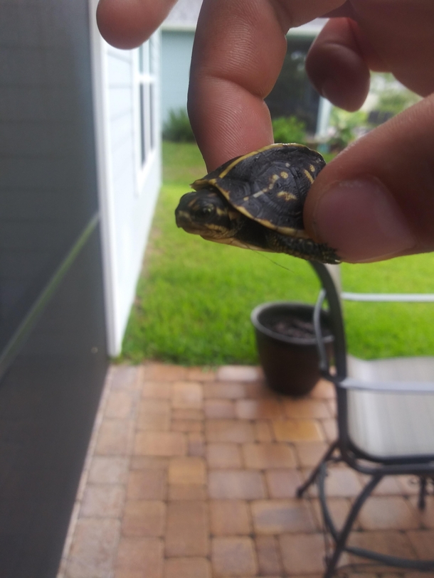 Found this little guy on my back patio this afternoon Tiniest turtle Ive ever seen