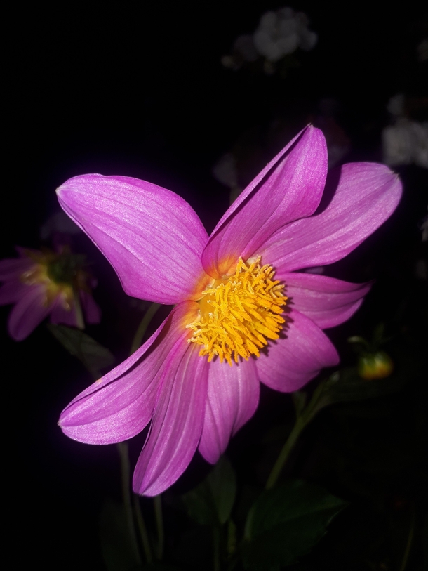 Found this Violet colour flower in my backyard its got a lovely glittery glow 