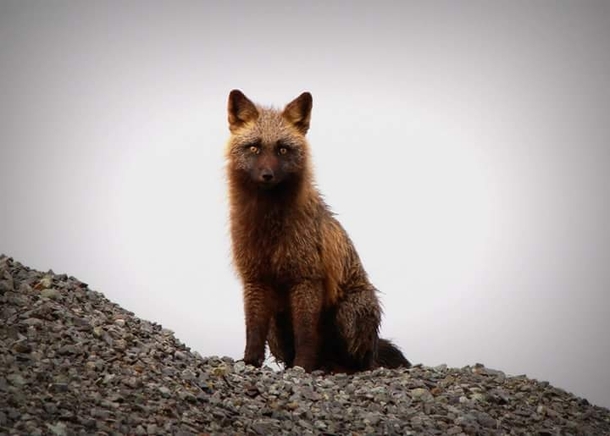 Fox in Dutch Harbor Alaska March  