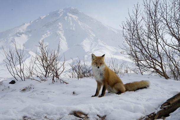 Fox looking for handouts outside our camp with Udina volcano in background Kamchatka Russia 