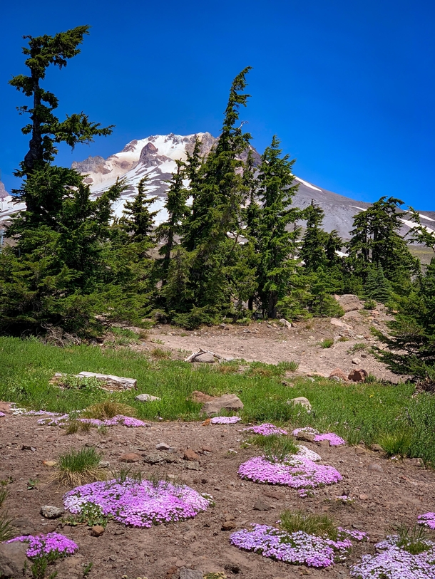 Fragility in a rugged landscape Wildflowers on Mt Hood Oregon 
