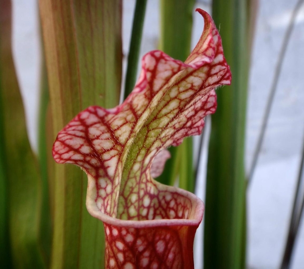 Freshly opened pitcher of my Sarracenia Readii ready for its next prey 