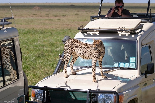 Friendly Cheetahs of Mara Park wonderful experience