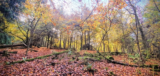 Friston Forest East Sussex England 