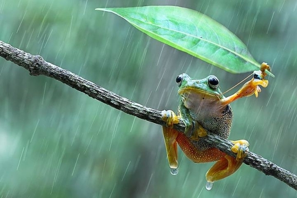 Frog using leaf as umbrella Clearance