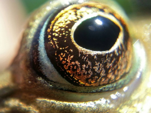 Frogs Eye Detail 