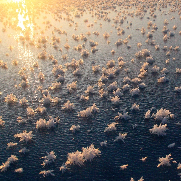 Frost flowers in the Arctic 