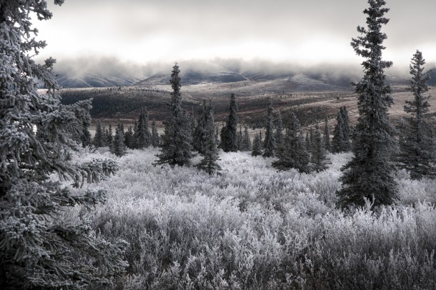 Frost on Brush and Spruce Trees of the Alaska Range in Denali National Park 