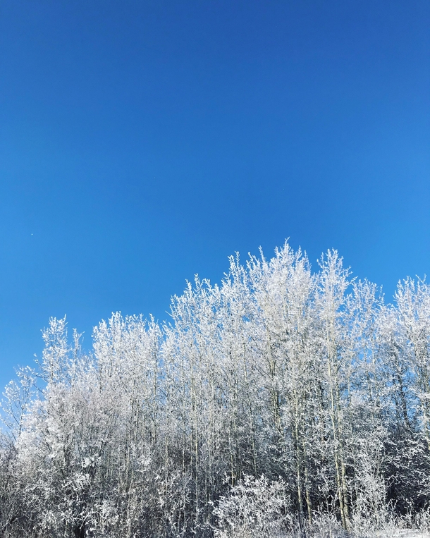 Frost trees - Alberta Canada 
