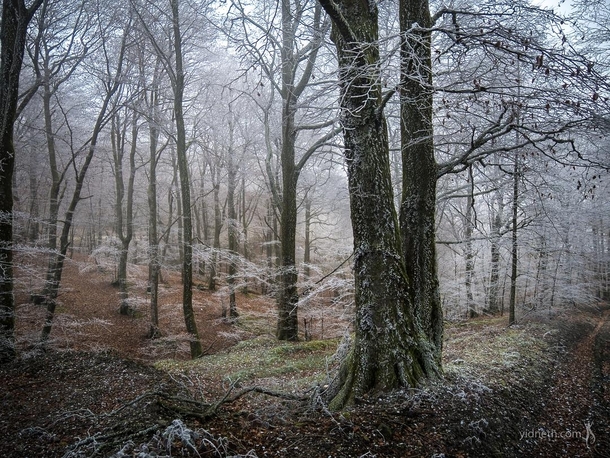 Frosted beech woods Navarre Spain