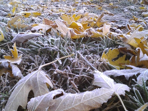 Frosty Fall Grass 