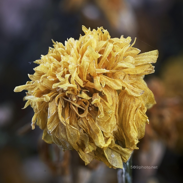 Frosty Marigold - anyone interested in more frosty fall macro 
