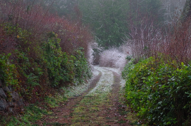 Frosty path in Silverdale Washington - 