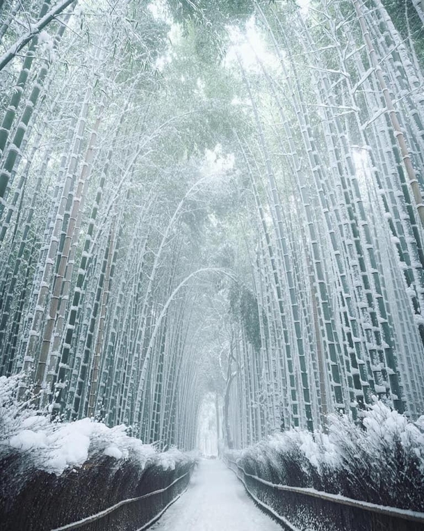 frozen bamboo path
