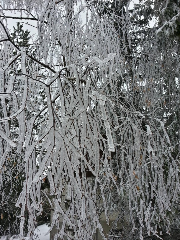 Frozen Birch 