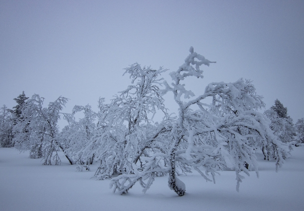 Frozen magical trees Finland 