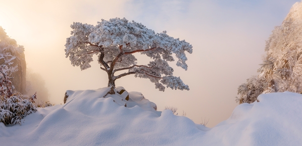 Frozen Pine Tree Daedunsan South Korea OC 