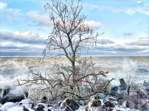 Frozen Tree on the Shore of Lake Erie