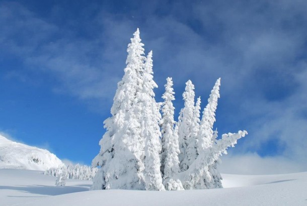 Frozen Trees at Paradise on Mt Rainier WA - Photorator