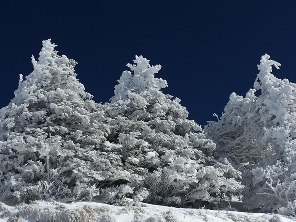 Frozen trees on top of Rigi Switzerland