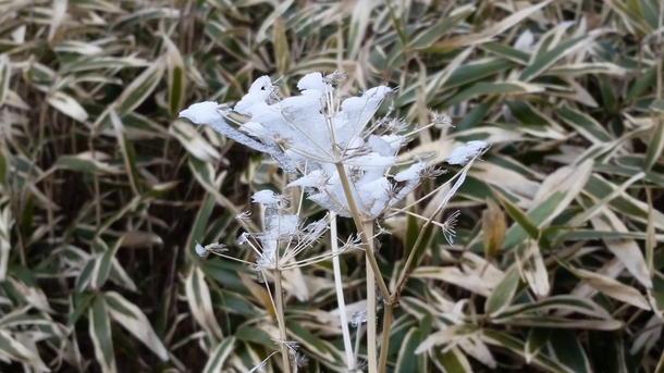 Frozen weed not sure the name in a bamboo field on a mountain near Mt Fuji 