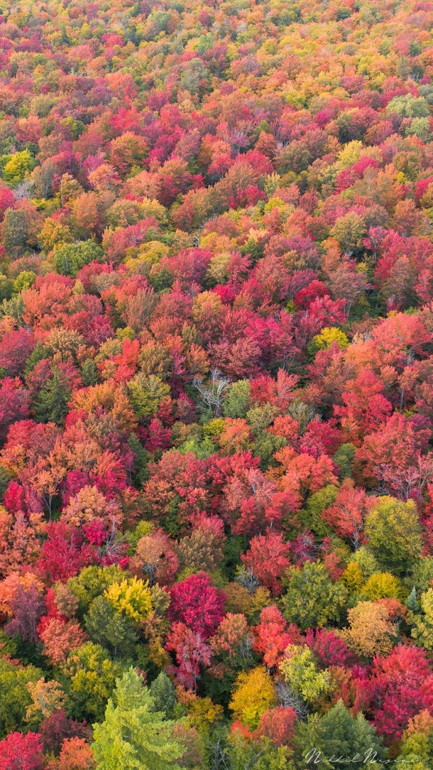 Fruity Pebbles Fall in the Adirondack Mountains NY Full res file in comments 