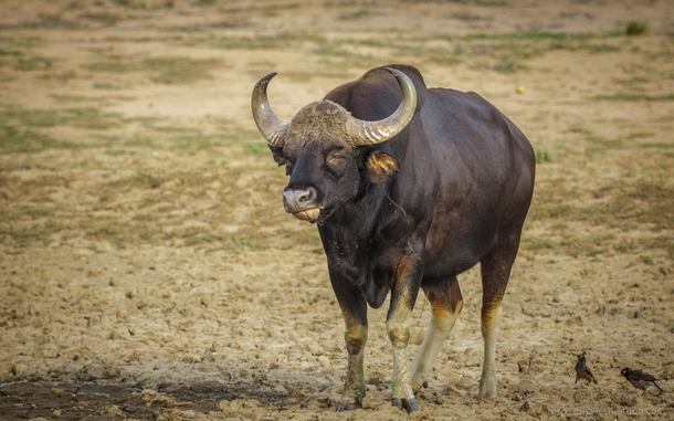 Gaur Indian Bison is the largest wild bovid alive today It is the largest species among the wild cattle  - Tadoba Maharashtra India
