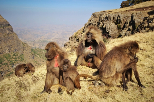 Gelada baboon Theropithecus gelada family grazing Semien Mountains Ethiopia 