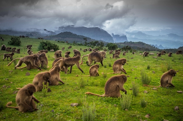 Gelada Baboons in Simien Mountains Ethiopia 