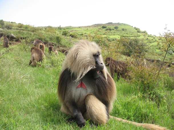 Gelada    Simien Mountains National Park Ethiopia    Photographed by Morgan Gustison 