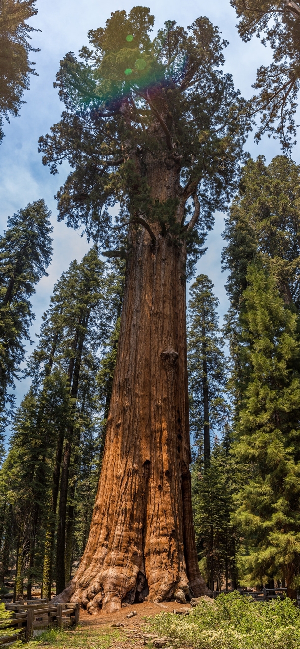 General Sherman Tree in Sequoia National Park By volume it is the largest known living single stem tree on earth 
