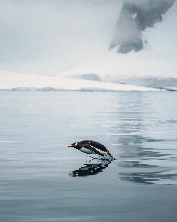 Gentoo penguin swimming in Antarctica  OC Instagram kamvachon