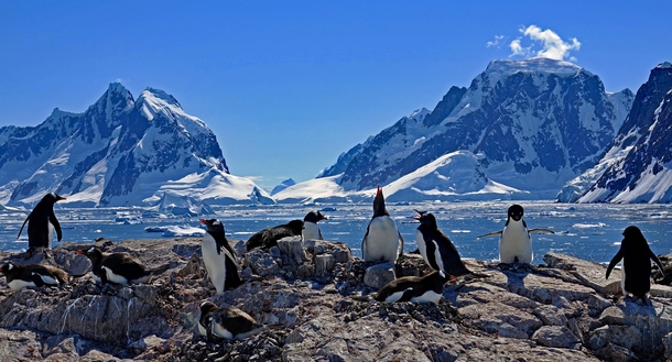 Gentoo Penguins Wilhelm Archipelago Antarctica 