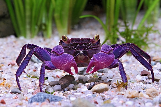 Geosesarma dennerle a newfound species of vampire crab native to Java by Chris Lukhapu 