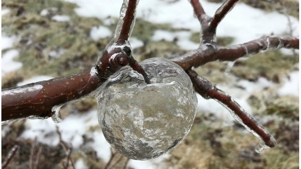 Ghost Apple in Michigan Freezing rain coats rotten apples and the apple mush falls out leaving the frozen shell Credit to WOODTV 