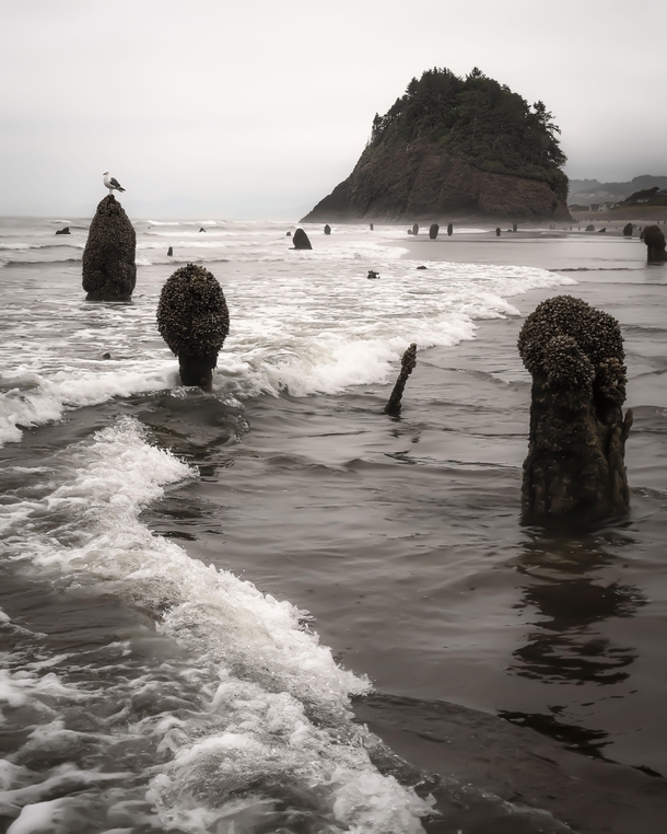 Ghost forest Neskowin OR Trees petrified after earhtquake turned tsunami over  years ago 