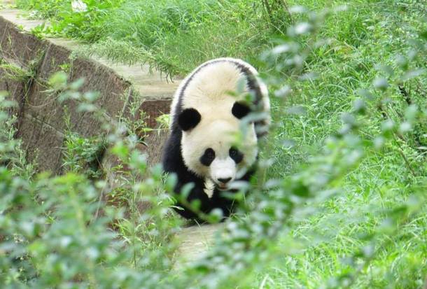 Giant panda Ailuropoda melanoleuca in Chengdu Panda Reserve China 
