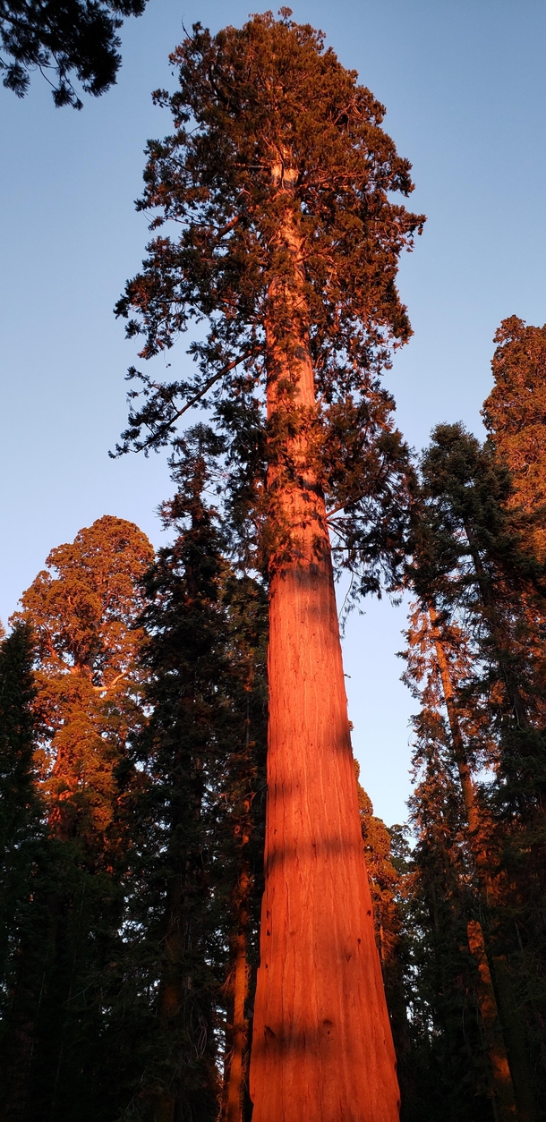 Giant Sequoia during tonights magic hour Sequoia National Park OC x