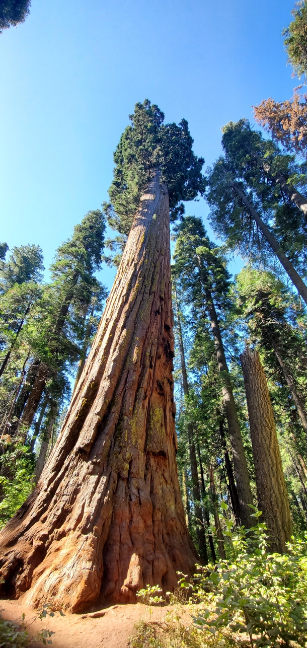 Giant Sequoia in Big Trees Ca 