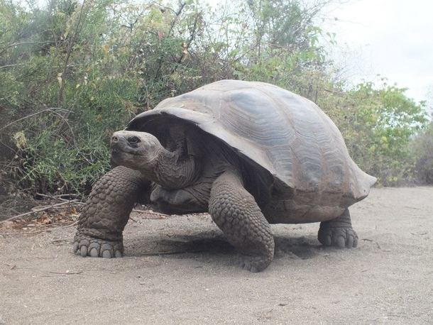 Giant tortoise in the Galapagos 