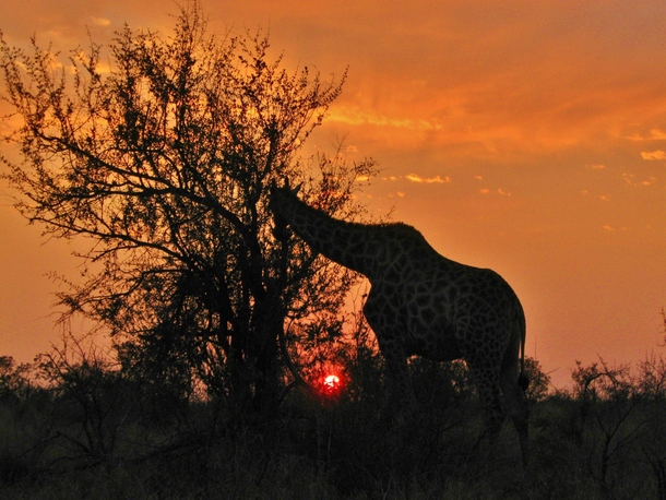 Giraffe at sunset in South Africa 