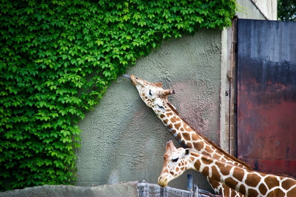 Giraffe Ate Everything He Could Reach 