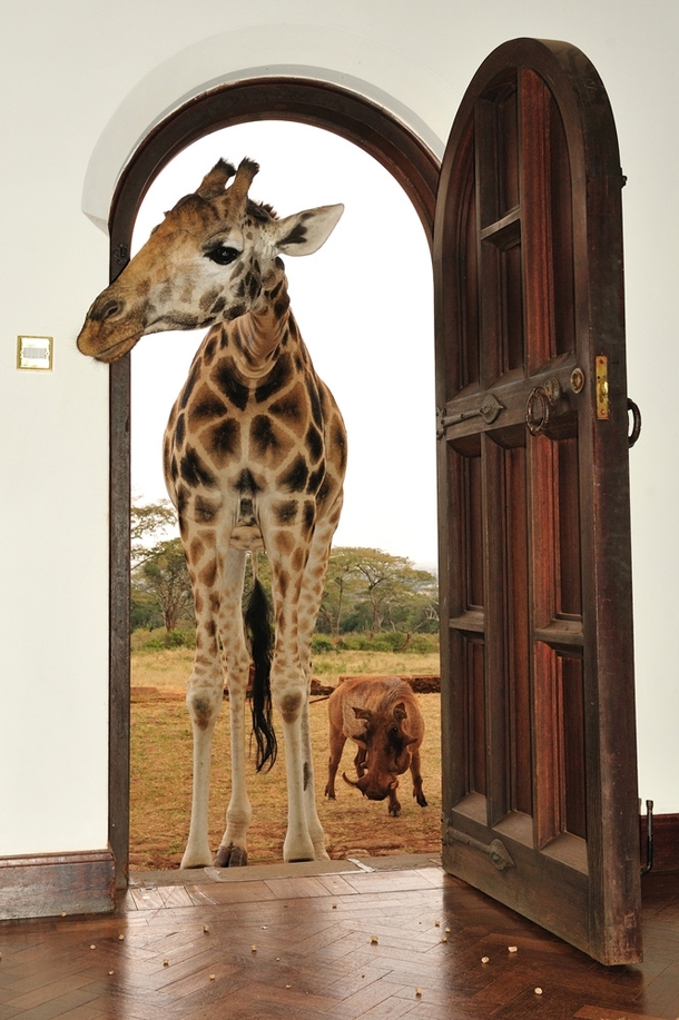 Giraffe Giraffa camelopardalis peeking its head in a house in Nairobi Kenya  Photo by Alexey Tishchenko