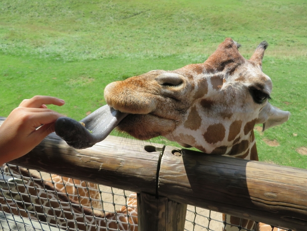 Giraffe Giraffa camelopardalis reticulata accepting a leaf snack 