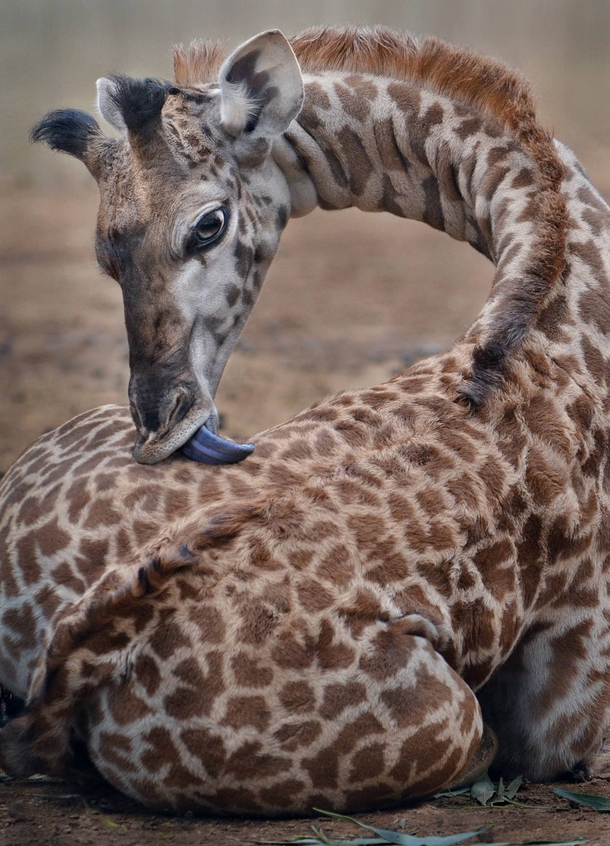 Giraffe Grooming 