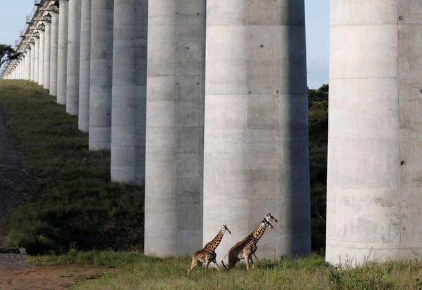 Giraffes under a railway bridge in Nairobi National Park Kenya 