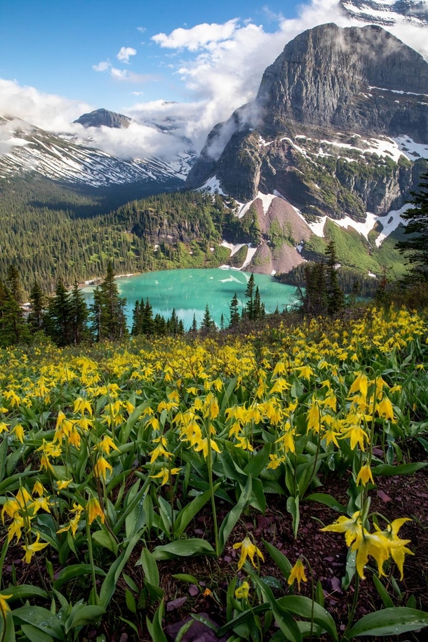 Glacier Lilly above Grinnell Lake in Glacier National Park Montana 