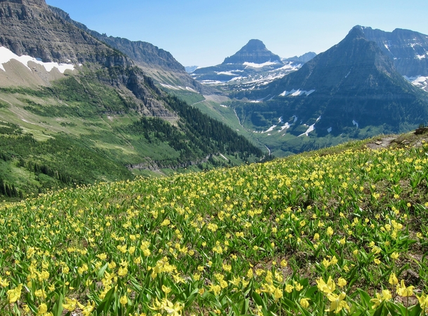 Glacier lily bloom on the Highline Trail Looking toward Logan Pass Glacier NP Montana    OC
