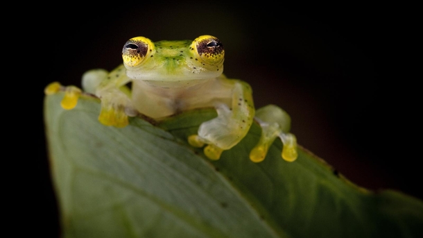 Glass Frog - Biologist Robin Moore Searches for and Photographs the Lost Frogs of the World 